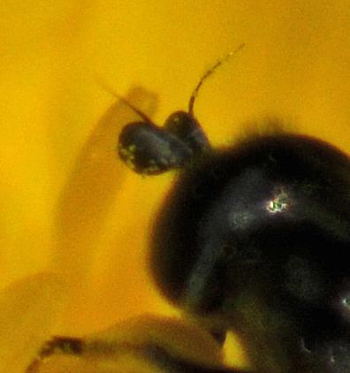 Eumerus sp.